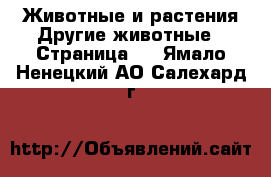 Животные и растения Другие животные - Страница 3 . Ямало-Ненецкий АО,Салехард г.